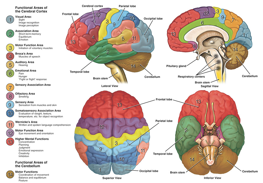 Diagram of the human brain showing different regions
