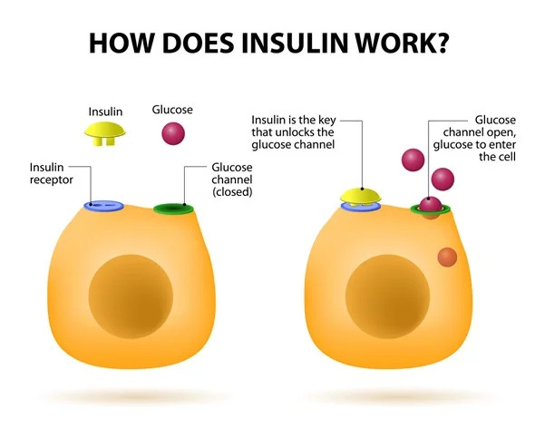 Insulin mechanism