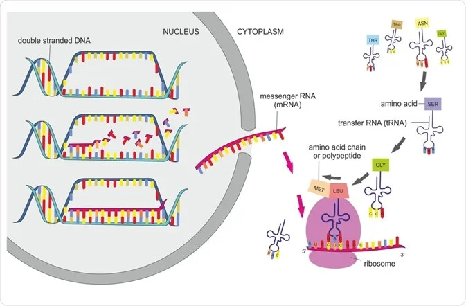 Protein synthesis